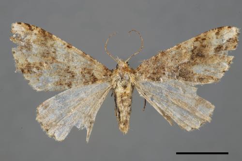 Arichanna amoena[中國星尺蛾][00052427]