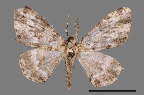 Prochasma dentilinea[齒紋淡黃小尺蛾][00051736]