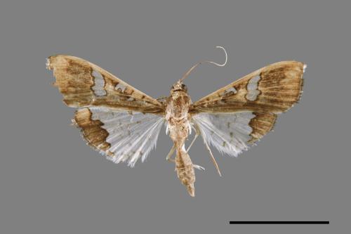 Maruca vitrata[00025165]