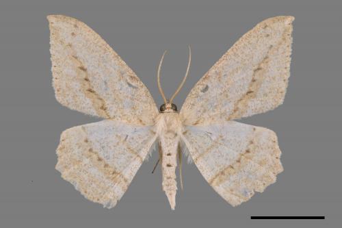 Luxiaria obliquata[斜紋鈎尺蛾][00055206]