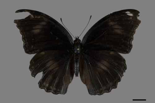 Hypolimnas bolina kezia[琉球紫蛺蝶][00093833]