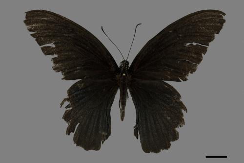 Papilio memnon heronus[大鳳蝶][00101261]