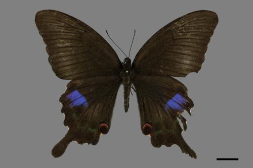 Papilio paris nakaharai[大琉璃紋鳳蝶][00093858]