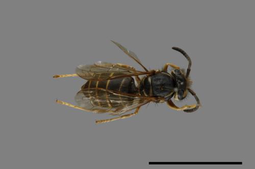 Vespula flaviceps[細黃胡蜂][00073298]