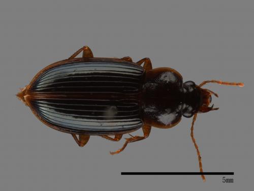 <已分類>Family：Carabidae[步行蟲科][00049790]