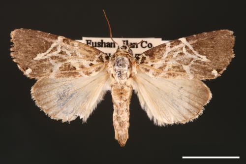 Lophonycta neoconfusa[新交蘭紋夜蛾][00002903]