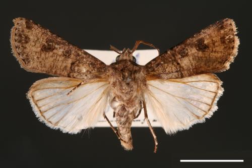 Agrotis segetum[蕪菁夜蛾][00000685]