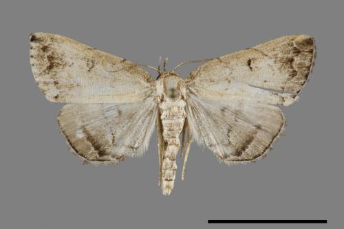 <已分類>Family：Noctuidae[夜蛾科][00099610]