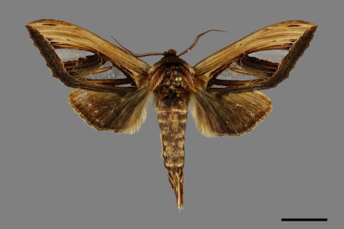Tarsolepis taiwana[臺灣銀斑舟蛾][00095046]