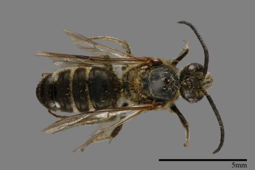 <已分類>Family：Halictidae[隧蜂科][00073867]