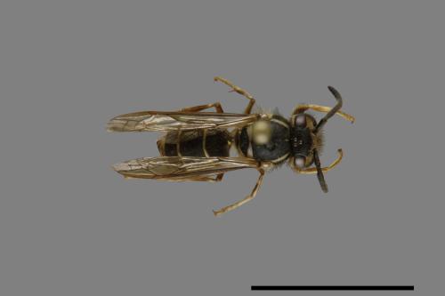 Vespula flaviceps[細黃胡蜂][00072981]