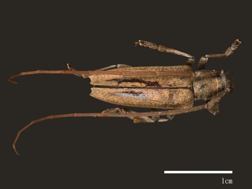 Peblephaeus decoloratus decoloratus[無紋粗天牛(淡色粗天牛)][00084298]