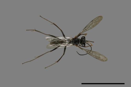 <已分類>Family：Pompilidae[蛛蜂科][00043852]