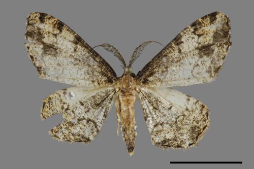 Deileptenia rimosaria[黑斑微黃尺蛾][00069940]