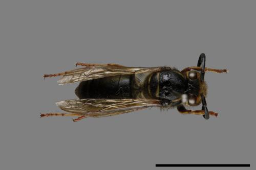 Vespula flaviceps[細黃胡蜂][00073498]