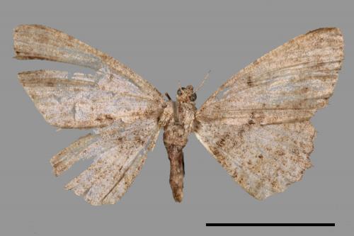 Psilalcis breta rantaizana[巒大山小尺蛾][00050340]
