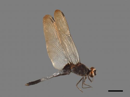 Orthetrum triangulare[鼎脈蜻蜓][00103565]