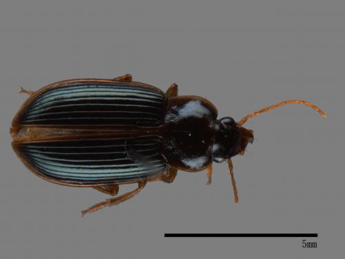 <已分類>Family：Carabidae[步行蟲科][00046506]