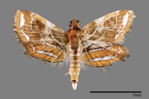 Paracymoriza cataclystalis[00051593]