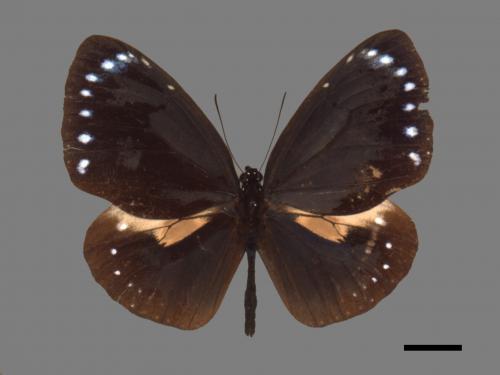 Euploea tulliolus koxinga[小紫斑蝶][00026753]