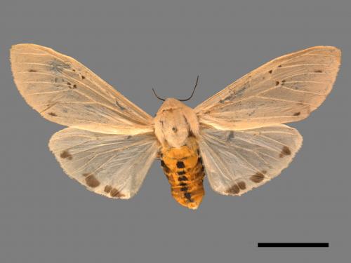 Creatonotos transiens vacillans[八點燈蛾][00050510]