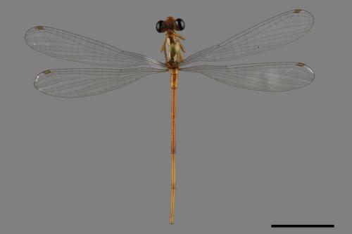 Ceriagrion auranticum ryukyuanum[紅腹細蟌][00089186]