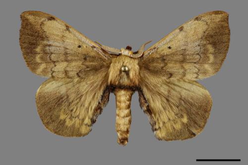Andraca olivacea[綠茶蠶蛾][00100671]