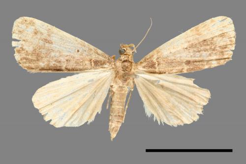 <已分類>Family：Noctuidae[夜蛾科][00011191]