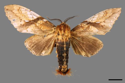 Lepidoptera unknown(lepidoptera[鱗翅目][00055195]