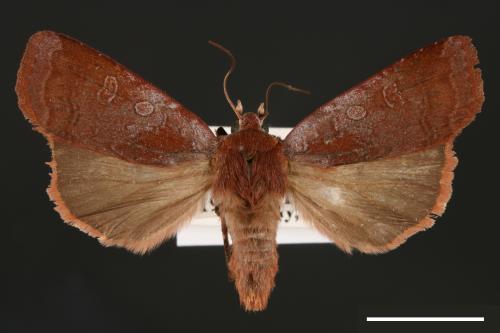 Diarsia subtincta[灰褐歹夜蛾][00000784]