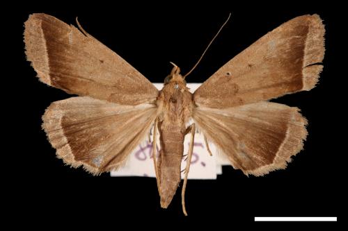 Simplicia bimarginata[00011382]