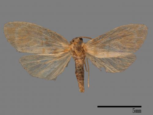 Schistophleps bipuncta[珠苔蛾][00047841]