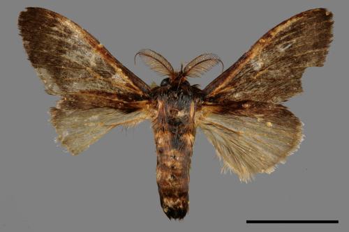 Syntypistis cyanea[青胯白舟蛾][00047950]