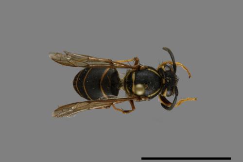 Vespula flaviceps[細黃胡蜂][00073375]