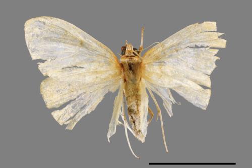 <已分類>Family：Pyralidae[螟蛾科][00066715]