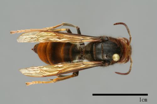 Vespa velutina[黃腳虎頭蜂][00096049]