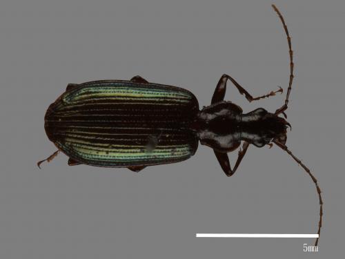 <已分類>Family：Carabidae[步行蟲科][00081966]