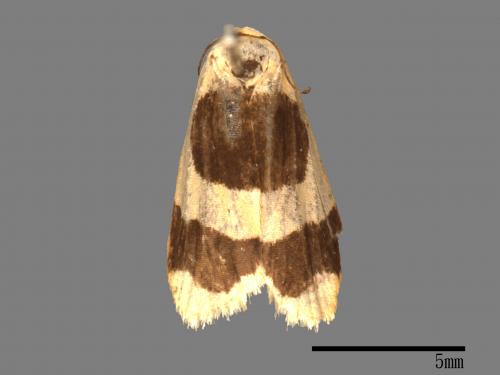 Garudinia simulana[大斑苔蛾][00025743]