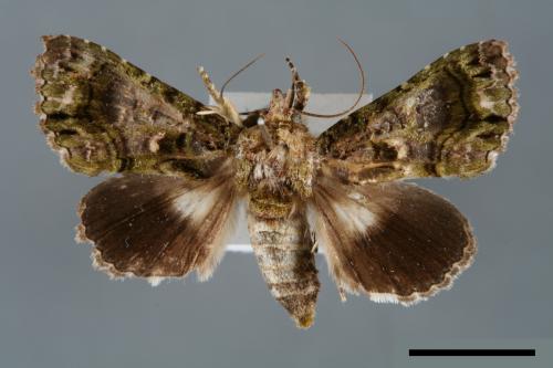 Aedia perdicipennis[00007013]