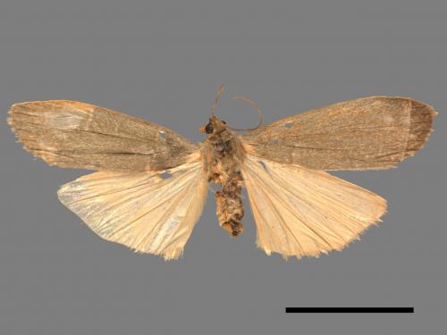 Eilema pulverea[淡墨土苔蛾][00058532]