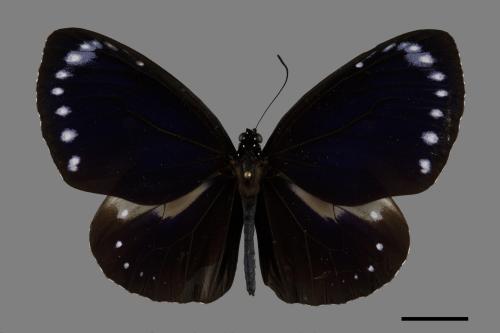 Euploea tulliolus koxinga[小紫斑蝶][00101958]