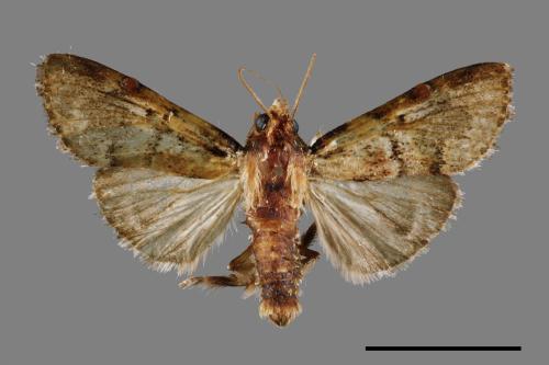 Locastra muscosalis[00025119]