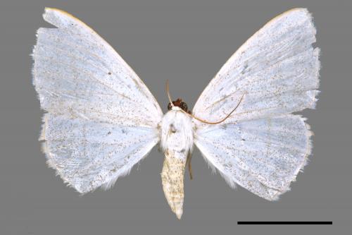 Lomographa claripennis[四點素尺蛾][00047802]