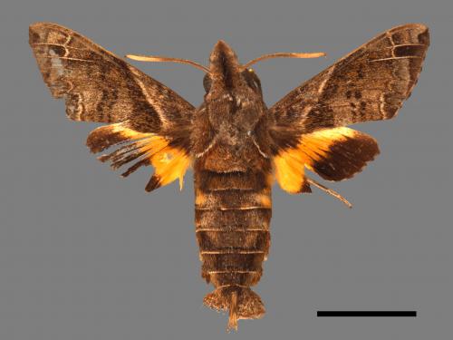 Macroglossum fritzei[佛瑞茲長喙天蛾][00016598]