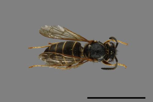 Vespula flaviceps[細黃胡蜂][00073283]