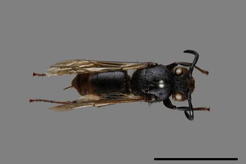 Vespula flaviceps[細黃胡蜂][00073181]