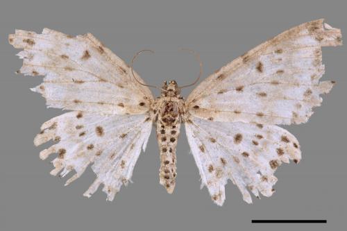 Percnia suffusa[煙胡麻斑星尺蛾][00045484]