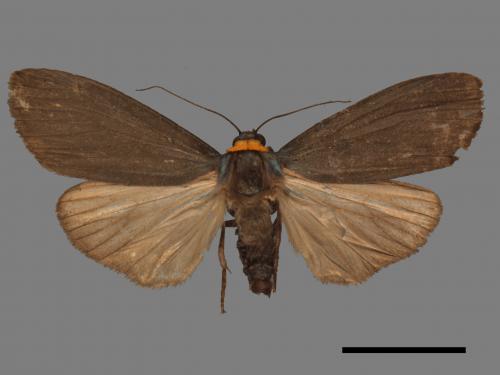 Paraona staudingeri[烏閃苔蛾][00058205]