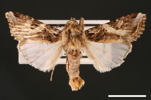 Spodoptera litura[斜紋夜蛾][00002778]