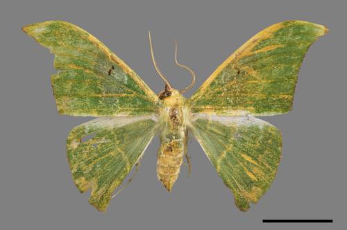 Tanaorhinus viridiluteatus[雙點鐮翅青尺蛾][00051821]